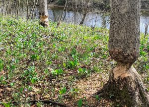 Beaver busywork at Calli Nature Preserve. | Photo by Diane Walker